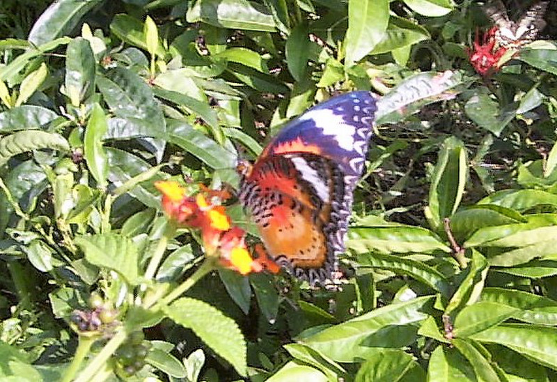 Butterfly house