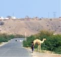 Rural and modern Asmara intermixed