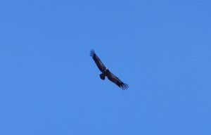 A hunting eagle