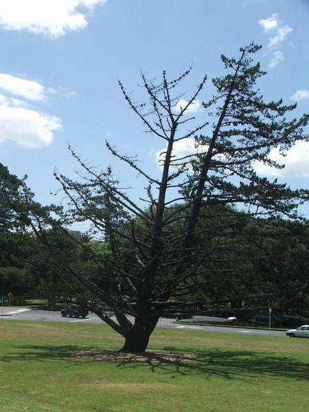 A lone pine