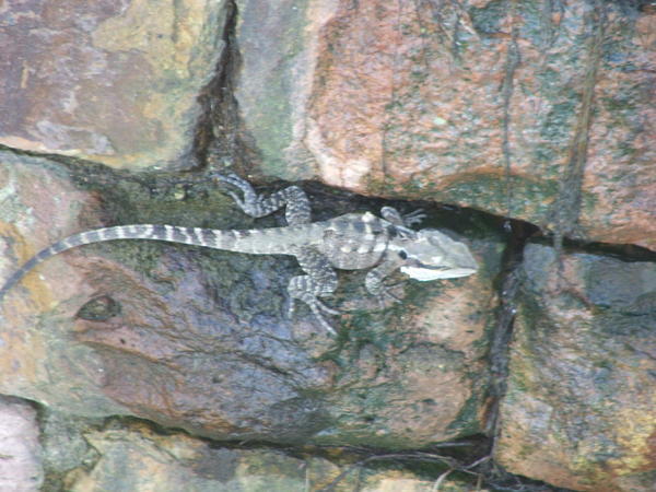 Lizard by the River