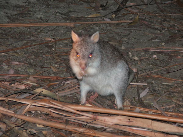 Little Marsupial