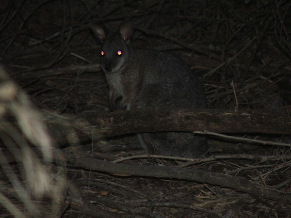 Nocturnal wallaby