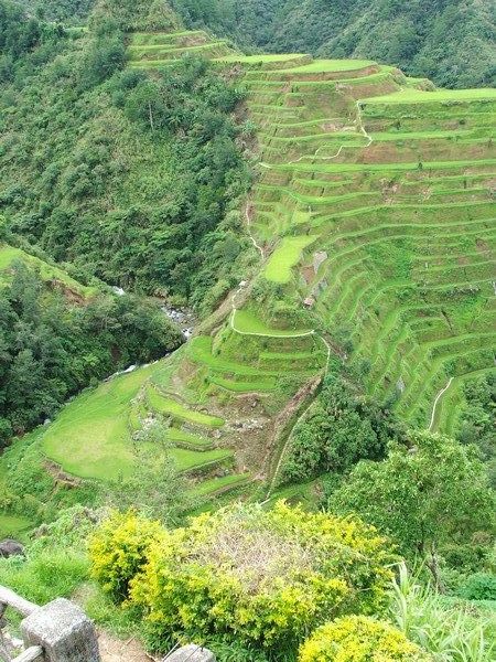 Banae Rice Terraces