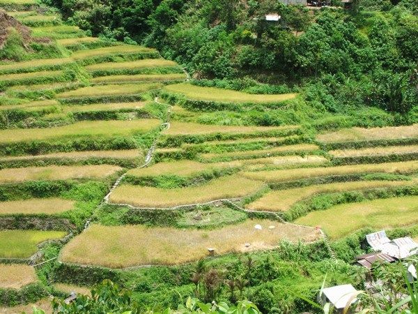 Hapao and Hangduan Rice Terraces