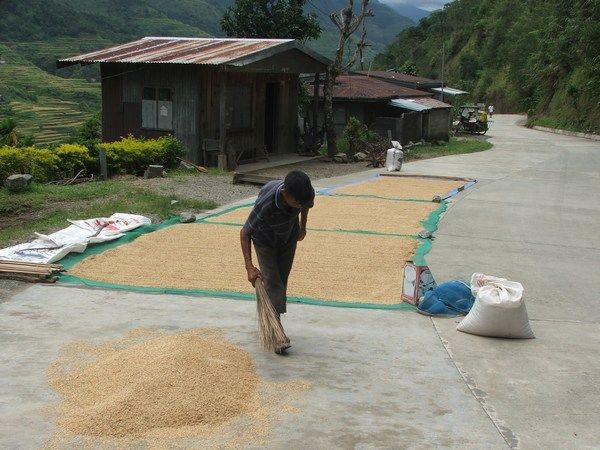 Rice drying on the road side