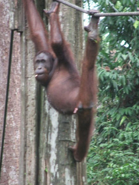 Sepilok Orangutan Sanctuary 