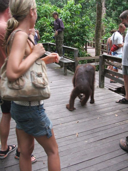 Sepilok Orangutan Sanctuary 