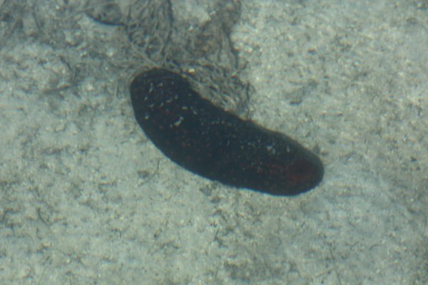 Another sea slug