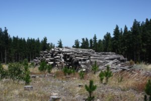 A logged part of Crawford Forest