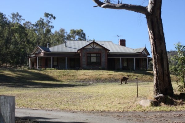 Nice house big Kangaroo