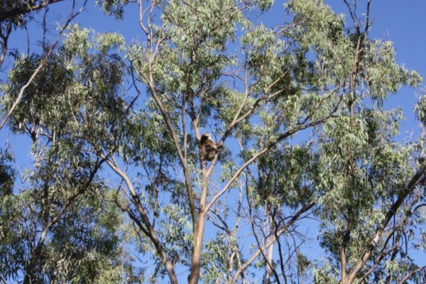 Koala in a tree over the trail