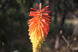 A red hot poker