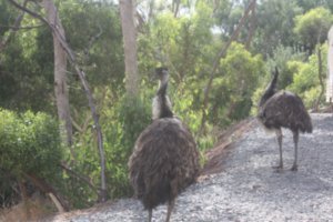 Emus anyone