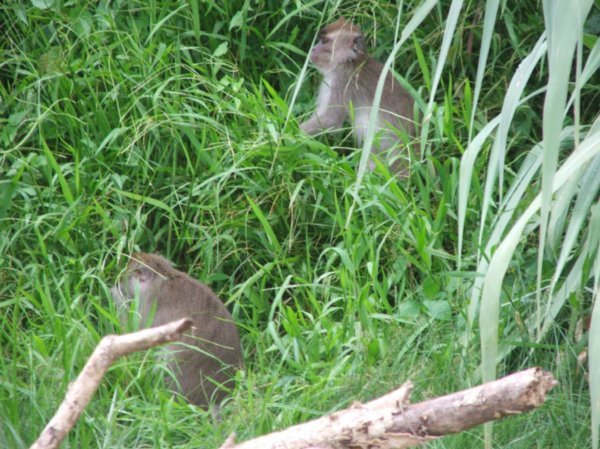 Monkey's foraging on the river bank
