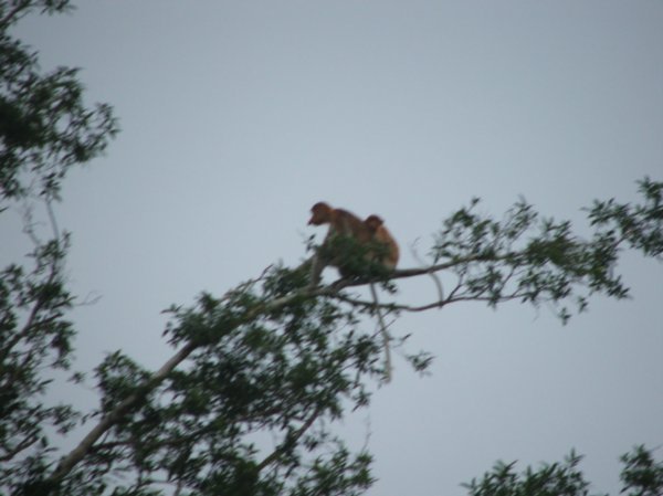 Another big Probuscus Monkey