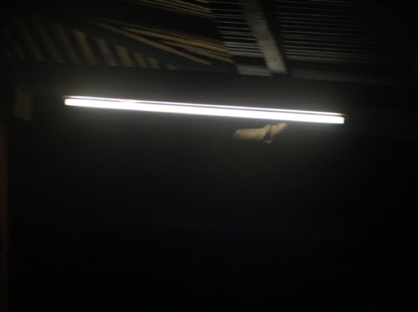 Bat flies past a light