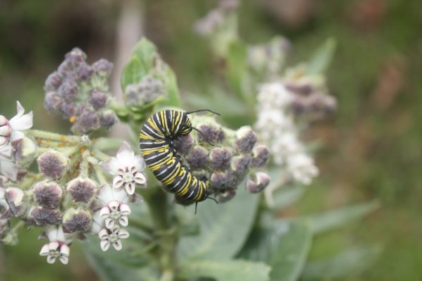 Pretty caterpillar