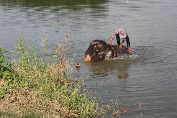 Mahout bathing his Elephant