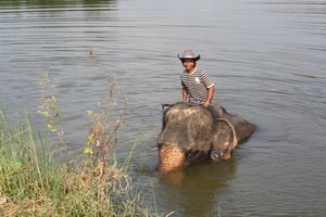 Mahout bathing his Elephant