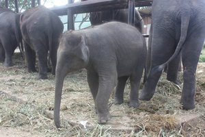 Elephant Kraal