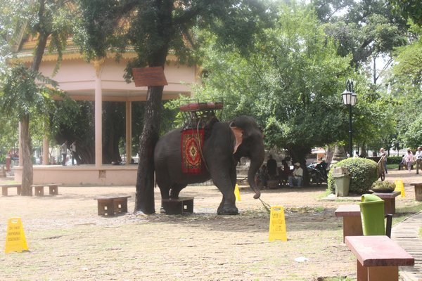 A lone elephant