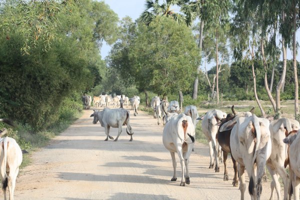 Cattle on the way to pasture