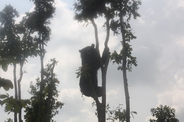 Bachelor boy climbing a tree