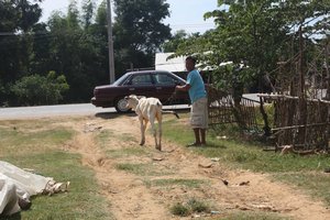 Rural Cambodian Life
