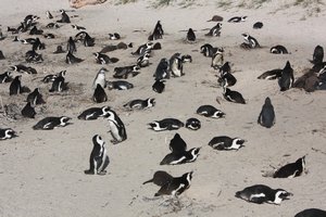 False Bay Penguin Colony