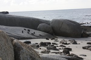 False Bay Penguin Colony