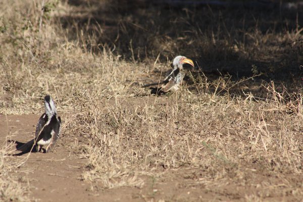 African Hornbill