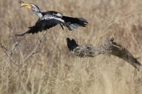 African Hornbill