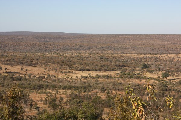 Landscape of Kruger
