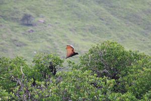 Flying fox hovering over the mangroves