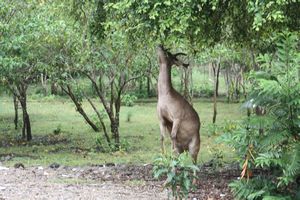 Timor Deer feeding on folliage