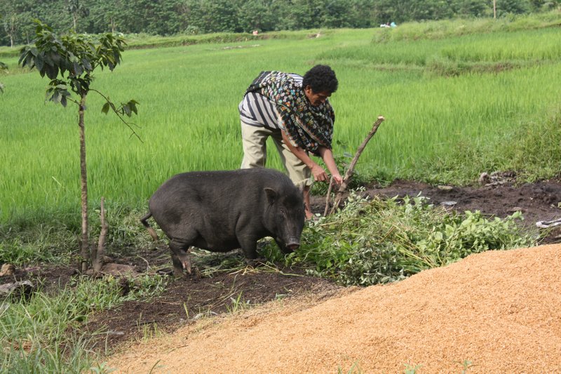 A farmer and his pig working together