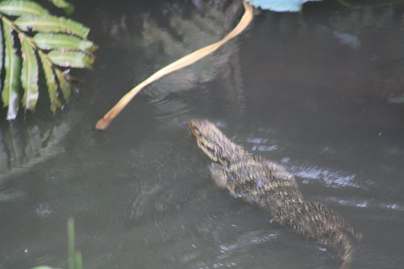 Monitor Lizard takes a swim