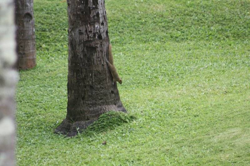 A squirrel plays in the trees