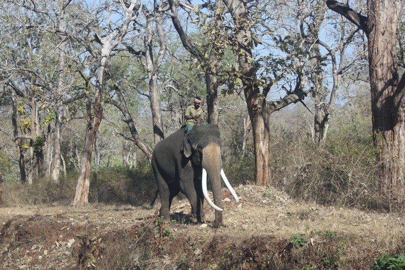 Mahoot riding his elephant