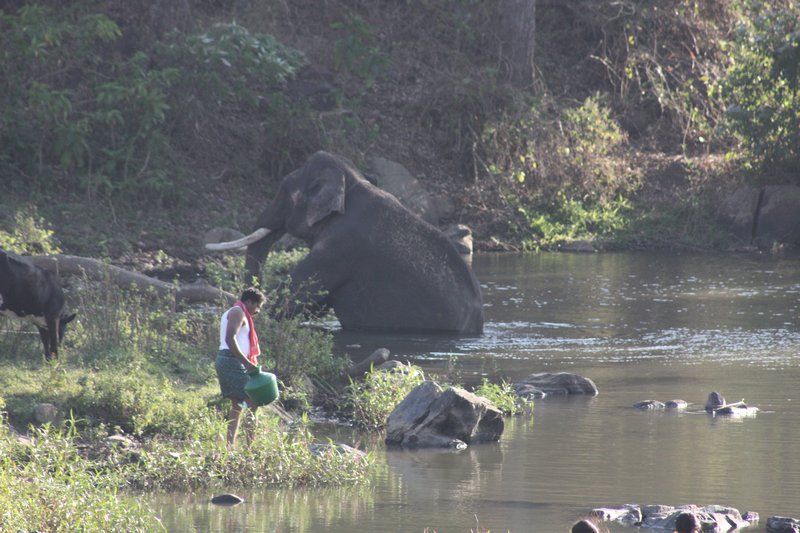 Elephant taking a dip