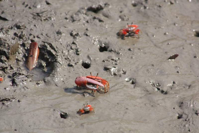 Crabs rule the mud flats