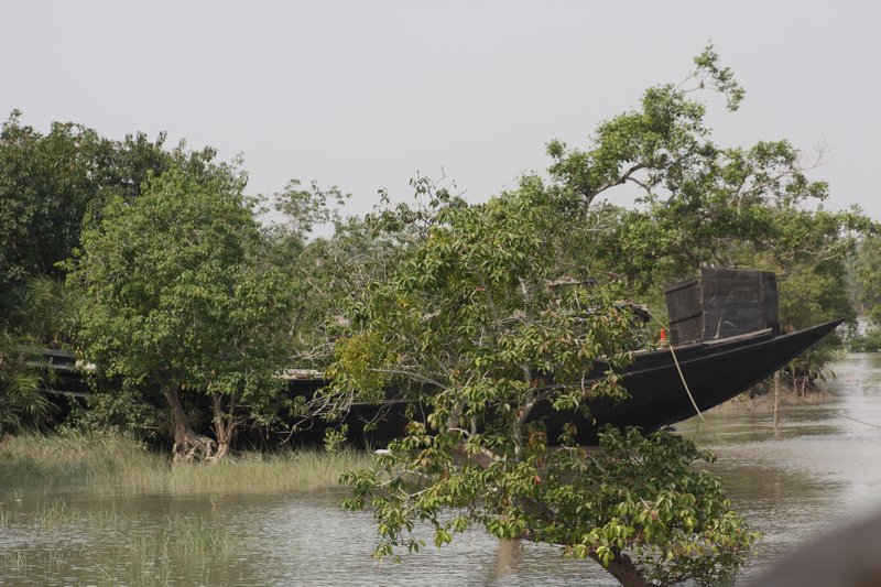 A river boat moored amongst the mangrove