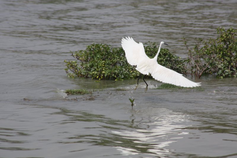 An egret takes flight