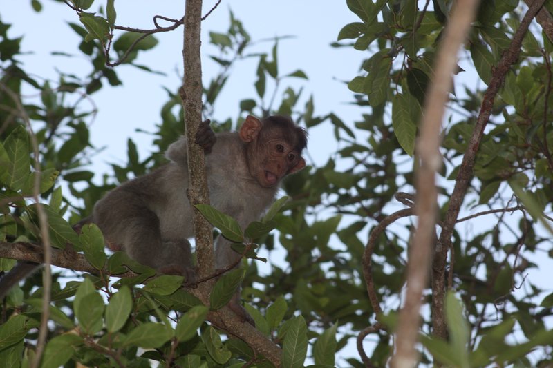 A young Rhesus watches from the trees