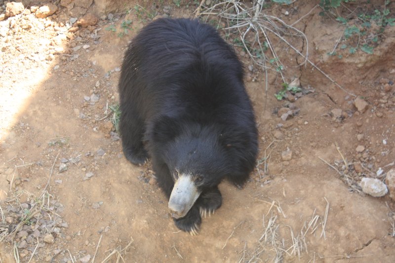 Our first sloth bear