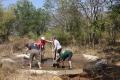 Some of the volunteers clean a drinking pond