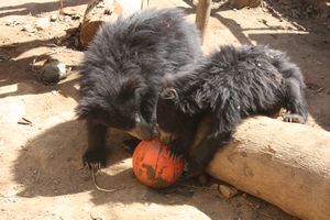 Cubs playing with a treat ball