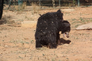 Adult bears playing