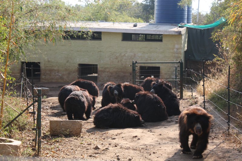 The bears gather after feeding